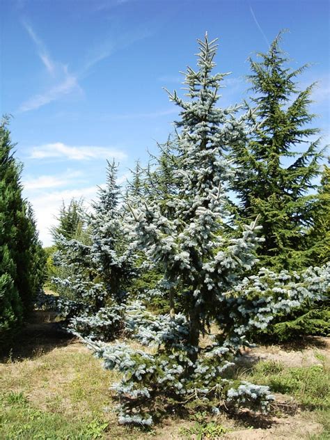 Sapin Bleu Koster Picea Pungens Koster Thuilleaux