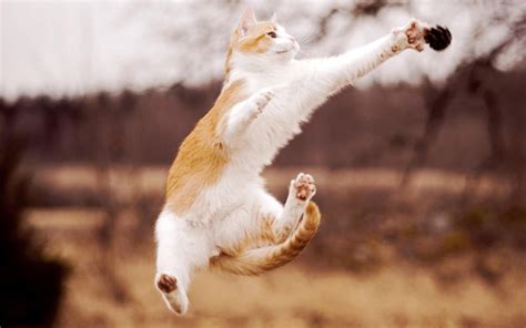 Cat Jump Hd Desktop Wallpaper 19885 Baltana