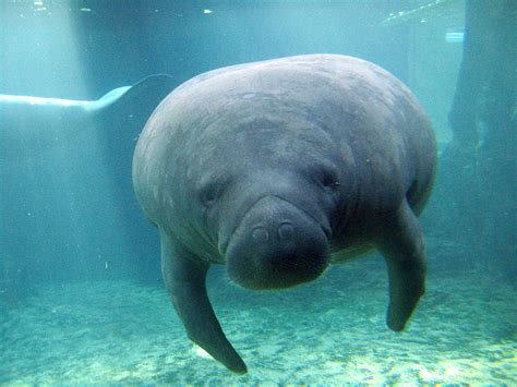 Clickege: Woman Arrested After Riding a Manatee