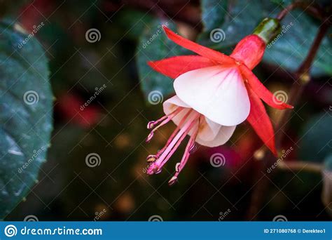 Red And White Flower In Blossom Hang From Stems Stock Photo Image Of