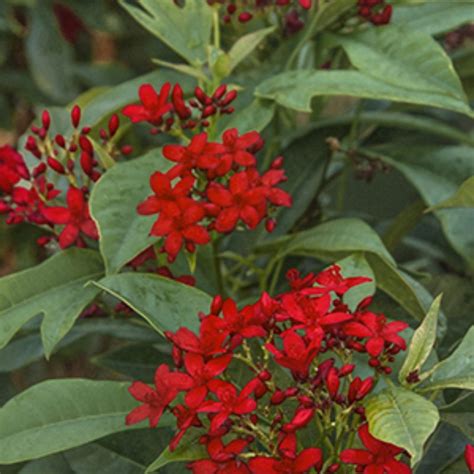 Southwest 5 Shrubs That Look Great In August Grow Beautifully