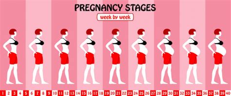 40 Weeks Of Pregnancy Stages From A Pregnant Woman With Bra And Short