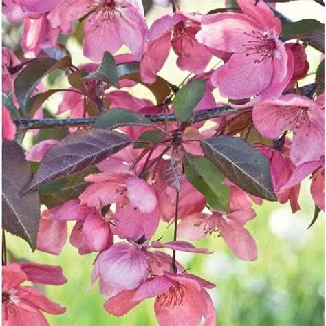 127 Gallon Pink Perfect Purple Crabapple Flowering Tree