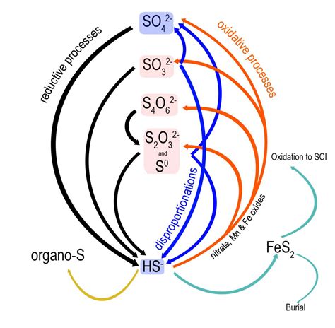 Missing Links In The Marine Sulfur Cycle Identity And Functions Of