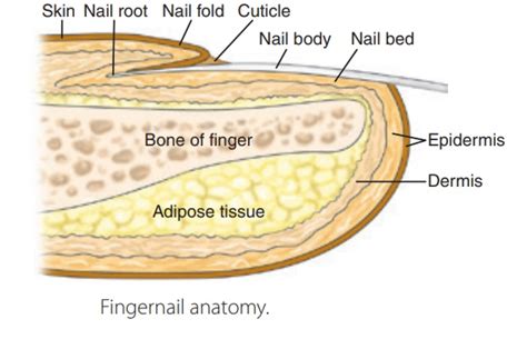 Nails Structure Anatomy Functions