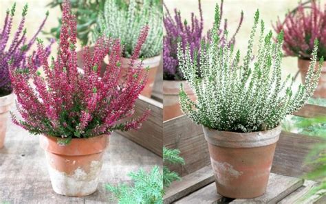 Heather Collection Pack Of 12 Winter Hardy Evergreen Plants In Bud