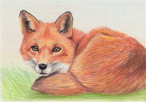 Рисунки лисы для срисовки карандашом