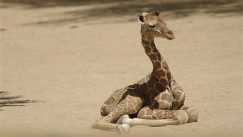 Baby Giraffe Falling A Sleep As It Is Laying Down Stock Footage Video