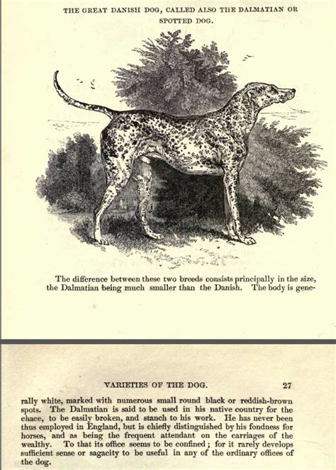 Vintage Dog Book Images Reader Requests Yesbiscuit