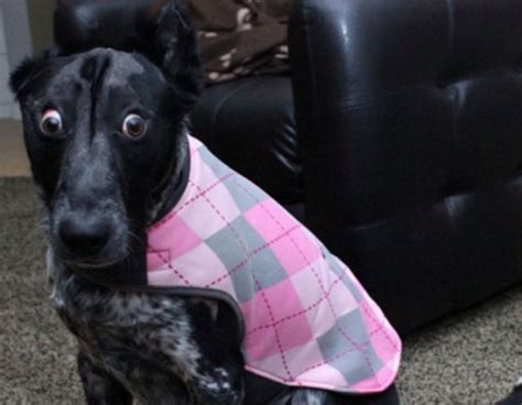 Top 10 Dogs That Have Crazy Eyes