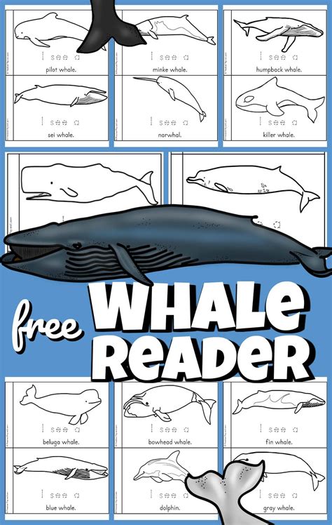 Free Printable Whale Worksheets
