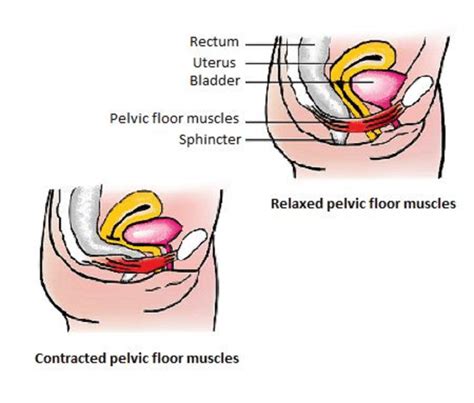Pelvic Floor Muscles Anatomy Pdf