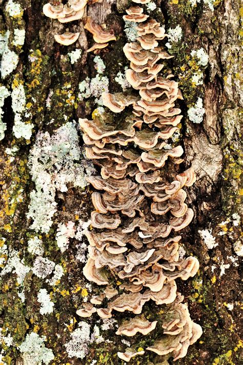 Brown Bracket Fungus On Tree Free Stock Photo Public Domain Pictures