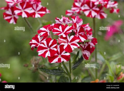 Verbena Samira Deep Red Star A Fast Growing Trailing Verbena