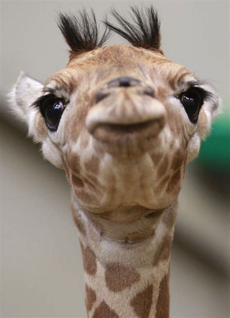 Belgium Zoo Welcomes Baby Giraffe Baby Giraffe Giraffe Animals