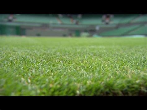 The absence of other grass court events makes wimbledon even tougher, as it gets harder to practice and prepare for the unique bounces and movements of a grass court. Wimbledon grass prepped for tennis season - YouTube