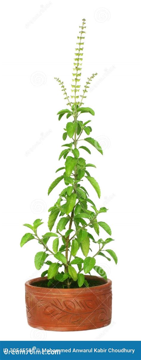 Medicinal Holy Basil Or Tulsi Plant Stock Image Image Of Herb Flora