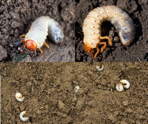 Lawn Grubs What Are They And How To Kill Them