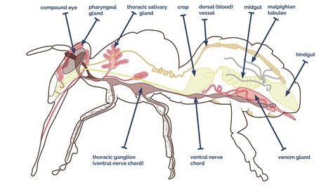 Bee Biology — Museum Of The Earth