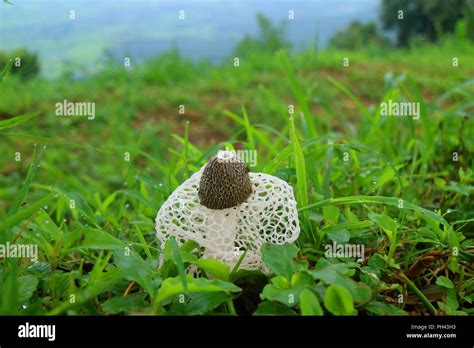 Lacy Mushroom Hi Res Stock Photography And Images Alamy