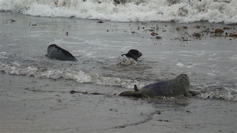 Trio Of Rescued Seals Released Back Into The Wild Itv News Tyne Tees