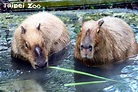 影／即將露面！台北市立動物園「療癒系天王」水豚君來囉！ | 生活 | 三立新聞網 SETN.COM