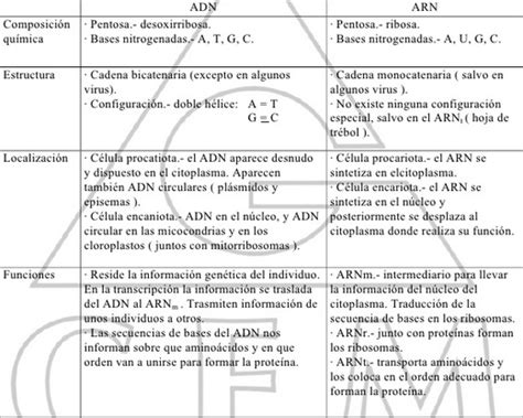 Cuadro Comparativo Adn Y Arn Word Search Puzzle Leaf Clover