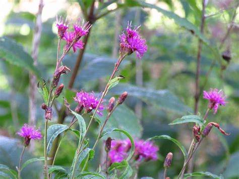 With roughly 2,300 people, the town occupies about 1.5 square miles of land bisected by the nehalem river. Tall Ironweed (Vernonia altissima) | Accent on Natural ...
