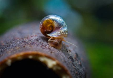 Freshwater Snails Full Guide With Types Care And Breeding