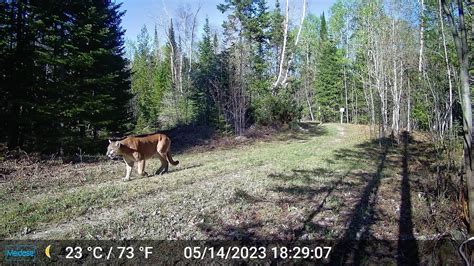 Dnr Confirms Cougar Sighting In Luce County