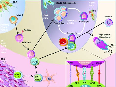 Germinal Center Gc Reaction Naive B Cells Patrol Within The B Cell