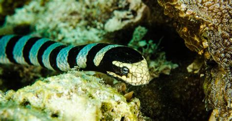Sea Snakes Strange Heads Let Them Breathe Underwater