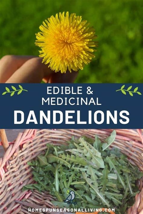 Using Dandelions For Food And Medicine Homespun Seasonal Living