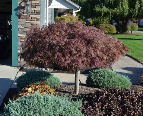 How To Grow And Trim Japanese Maples Mikes Backyard Nursery