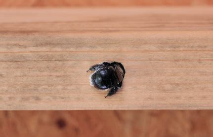 Killing bumble bees with insecticides is not recommended. PestMall Blog » Blog Archiv » Carpenter Bee