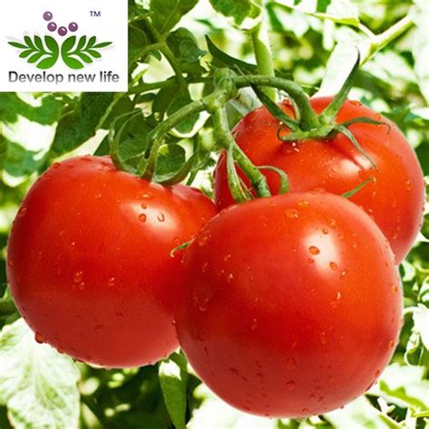Tomato Extractstandarlized Extractxian Dn Biology Coltd