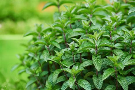 Growing Mint Bonnie Plants