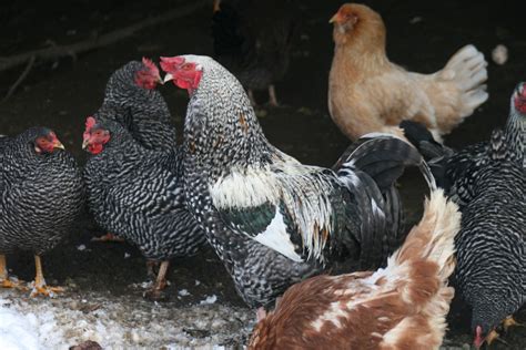 Black Sex Link Hen Or Rooster Backyard Chickens Learn How To Raise