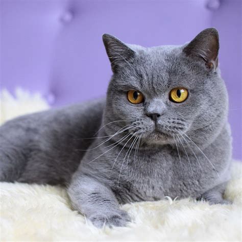 British Shorthair Information Health Pictures And Training Pet Paw