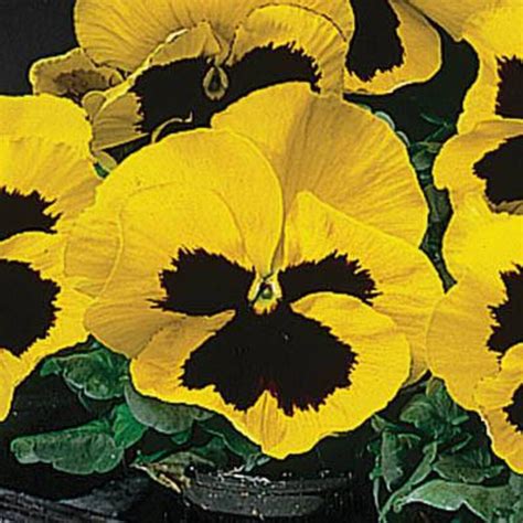500 Bulk Seeds Delta Pansy Seeds Delta Yellow With Blotch Etsy