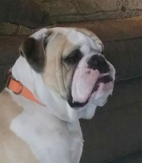 The line of blood of champions guarantees high quality of my puppies and long life a life. English Bulldog Puppies For Sale | Colorado Springs, CO ...