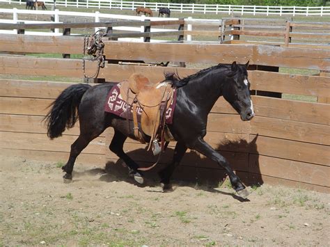 We have many homozygous black horses in our herd. morgan horses for sale | Morgan Horse Guide