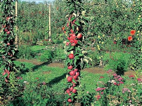 Planter Un Arbre Fruitier En Permaculture