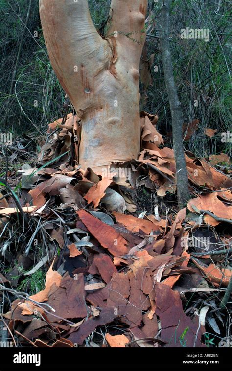 Red Gum Eucalyptus Bark Peeling Off The Tree Trunk Blue Mountains World