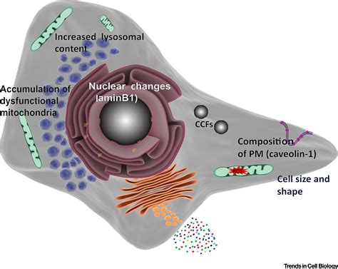 Hallmarks Of Cellular Senescence Trends In Cell Biology