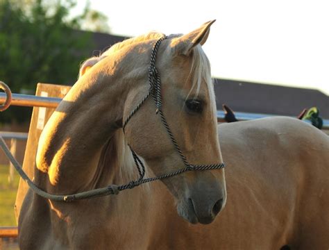 Dimonds N Gold A Missouri Fox Trotter Mare Owned By Kayla Oakes