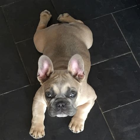 However, they can be quite expensive to maintain due to the myriad of health table of contents. French Bulldogs: VetCompass™ reveals top health problems ...