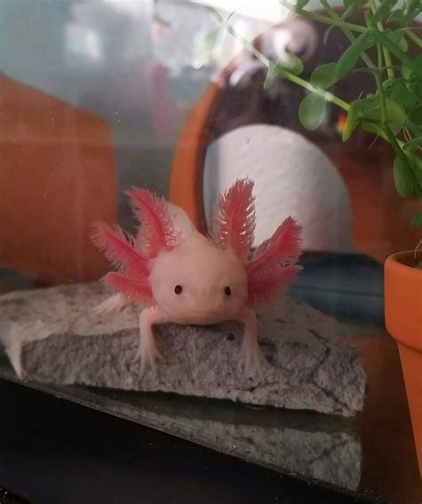 Ive Had My Sweet Axolotl For A Month Today Raxolotls