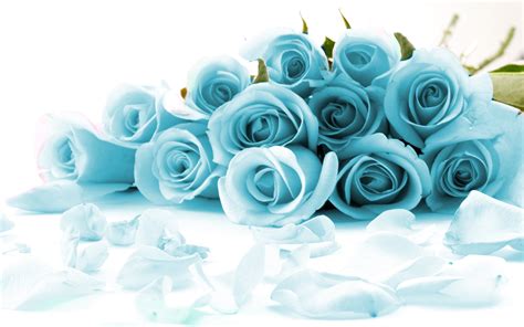 Blue Rose Wallpaper 60 Pictures