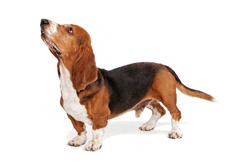 Basset Hound Breed Facts And Information Petcoach